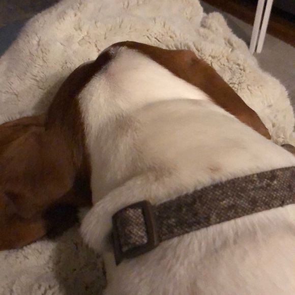 Meet your Posher, Lisa - Picture 2 of 2